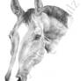 Horse Portrait