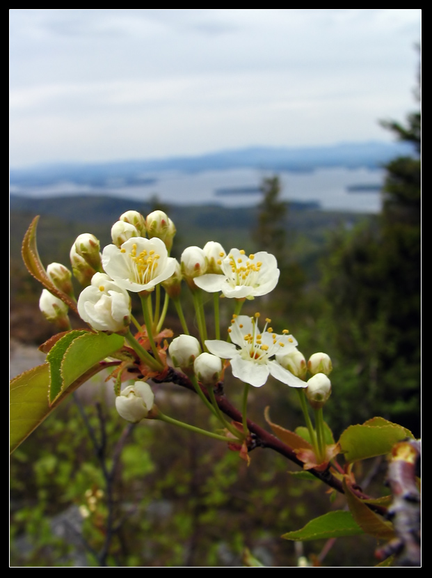 Flowers with a View