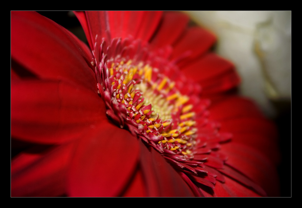 Red Flower