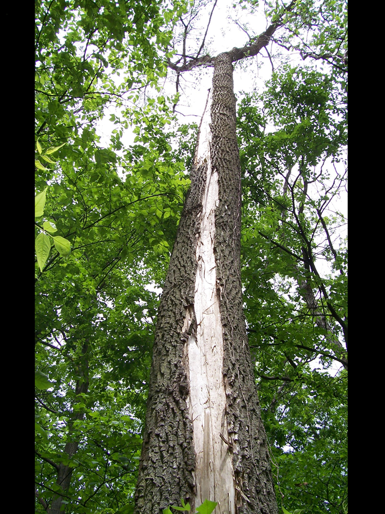 Lightning Tree