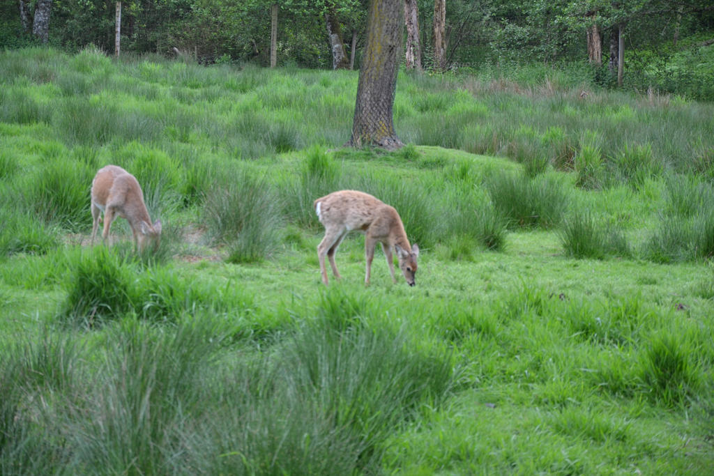 White-Tailed Deer