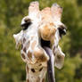hangover Giraffe nighthumor