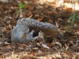 Squirrel playing with nut