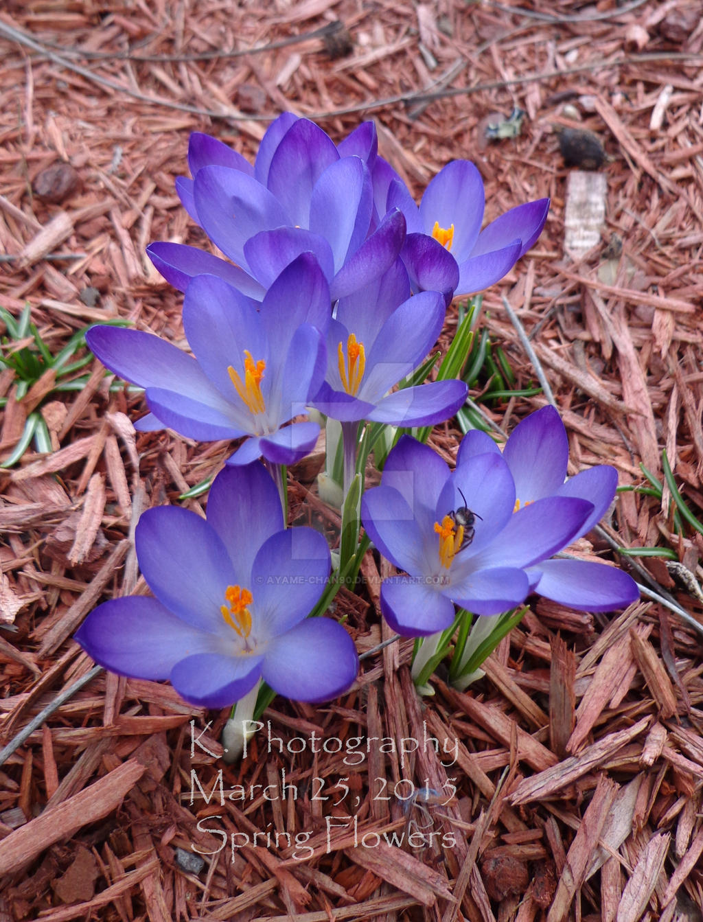 Spring Flower Periwinkles Part 1