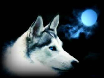 White Wolf - Blue Moon