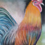 The Rooster Pencil Drawing