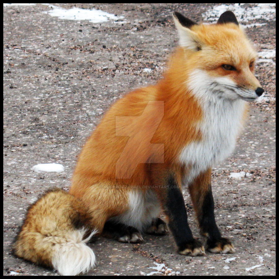 _Fox_