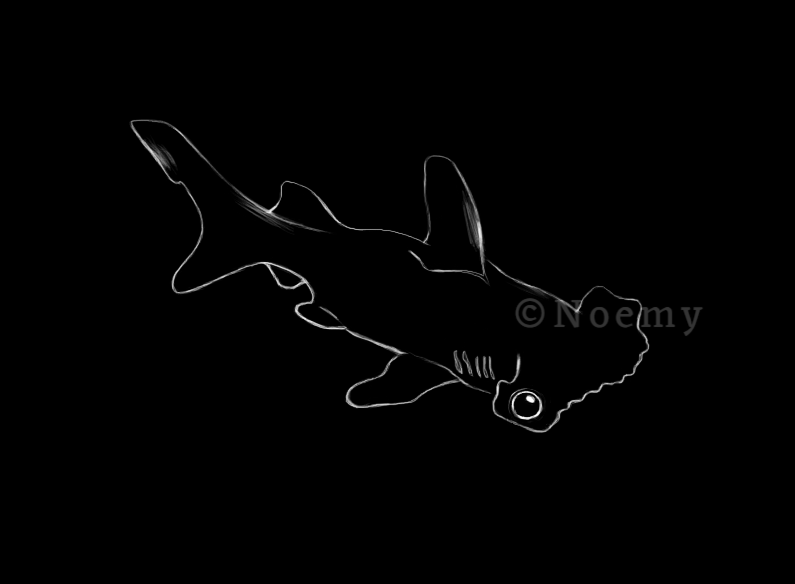 Hammerhead Shark