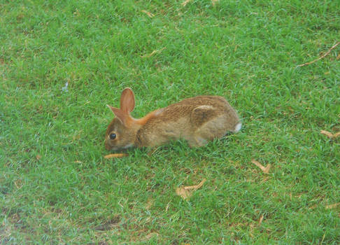 Cute little bunny