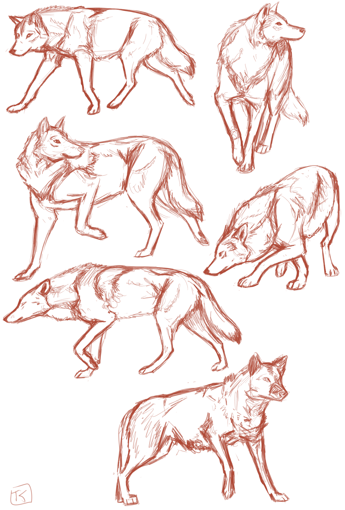 Wolf study sketches