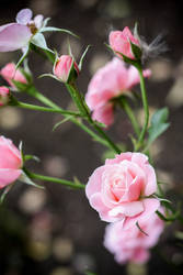 Pink roses