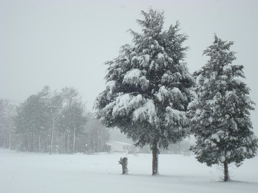 Christmas Trees