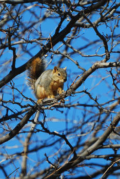 Squirrel on the Branch