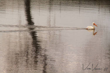 Pelican on the Mississippi