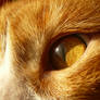 Cats eye