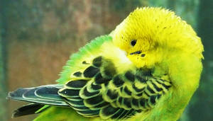 Budgie