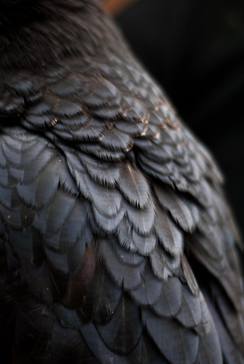 Raven Feathers By Copperarabian On DeviantArt raven-feathers-by-copperarabian-on-deviantart