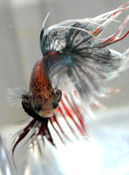 Silver Crowntail II