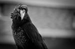 BW raven by copperarabian