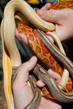 corn snakes