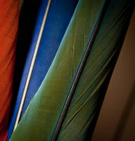 Macaw feathers 2