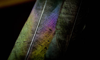 Magpie feather