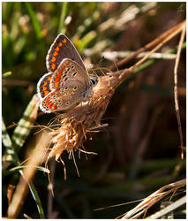 Spotty Brown Butterfly III