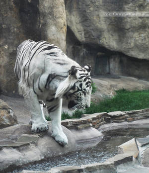 White Tiger I