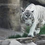 White Tiger II