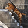 Jumping Tiger