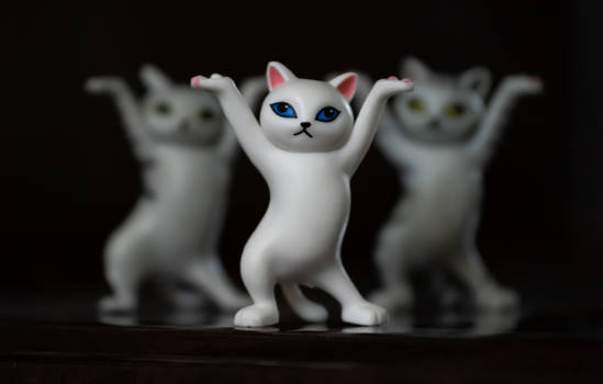 Dancing cats