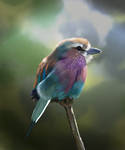 Gee's Lilac Breasted Roller by missimoinsane