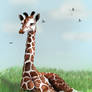 Dawni Giraffe