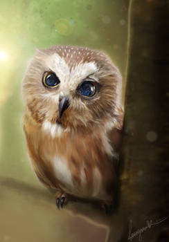 Owl-right