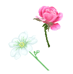 Pixel Flower Studies