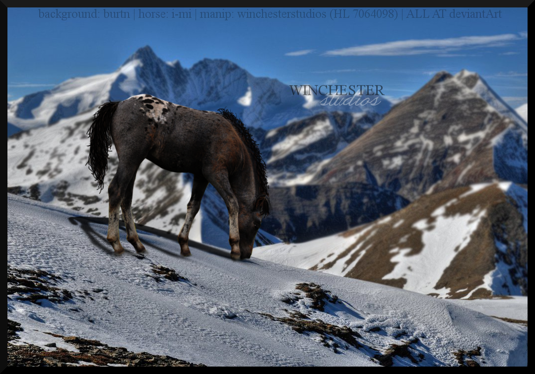 Premade [Appaloosa Foal - Winter Mountains]