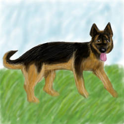 German Shepherd