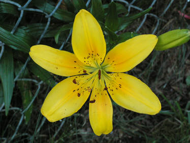 Yellow Lily