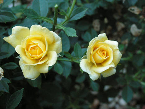 Two Yellow Roses