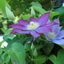 Clematis