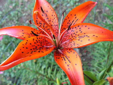 Red Lily