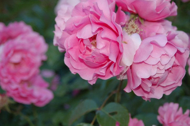 italian roses by mercurysummer on DeviantArt