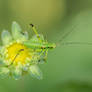 Katydid