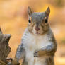 A Portrait of Mrs. Squirrel during her Perambulati