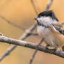 Chickadee in Autumn //2