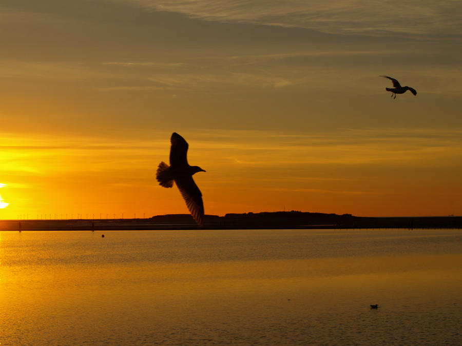 riding the sunset