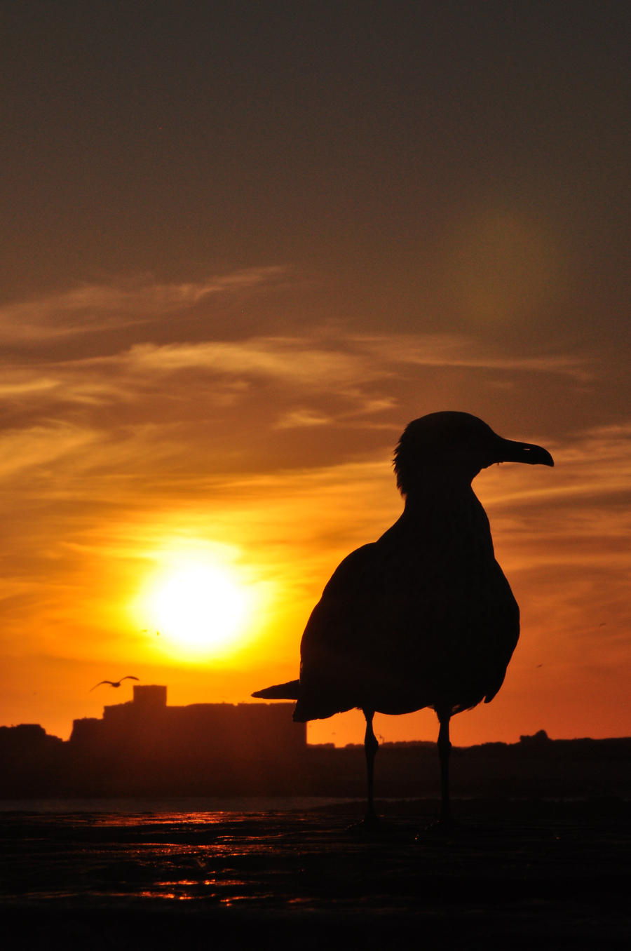 the robber at sunset