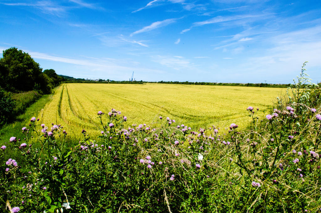 in the corner of the field