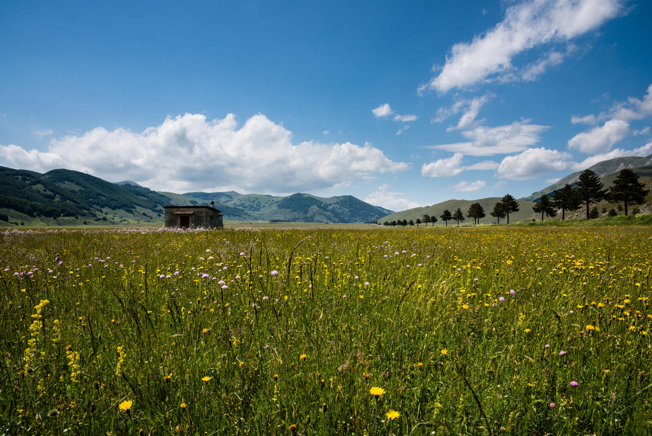 shepherd hut in the meadow