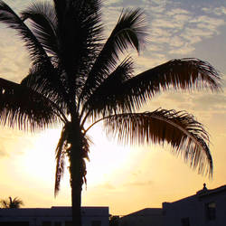 Miami - Palm Tree and Sunset